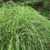 Little Zebra Grass - Miscanthus - 3 Gallon Pot