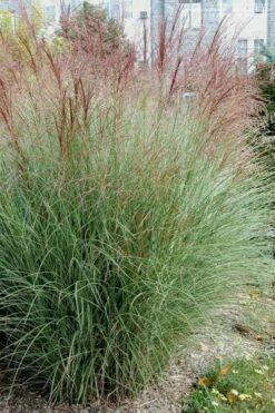 Morning Light Maiden Grass - Miscanthus Sinensis - 3 Gallon Pot -Wilson Bros Gardens Shop Miscanthus Morning Light 1