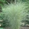 Morning Light Maiden Grass - Miscanthus Sinensis - 1 Gallon Pot