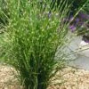 Porcupine Zebra Grass (Miscanthus Sinensis 'Strictus') - 3 Gallon Pot