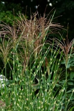 Porcupine Zebra Grass (Miscanthus Sinensis 'Strictus') - 3 Gallon Pot -Wilson Bros Gardens Shop Miscanthus Porcupine Grass 5