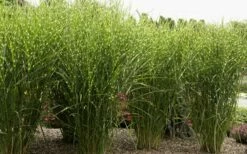 Porcupine Zebra Grass (Miscanthus Sinensis 'Strictus') - 3 Gallon Pot -Wilson Bros Gardens Shop Miscanthus Porcupine Grass 8