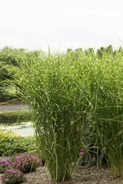 Porcupine Zebra Grass (Miscanthus Sinensis 'Strictus') - 3 Gallon Pot -Wilson Bros Gardens Shop Miscanthus Porcupine Grass 9