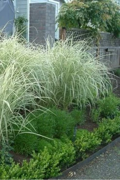 Variegated Maiden Grass - Miscanthus Sinensis 'Variegatus' - 1 Gallon Pot 9 Variegated Maiden Grass - Miscanthus Sinensis 'Variegatus' - 1 Gallon Pot -Wilson Bros Gardens Shop Miscanthus Variegated 3 2