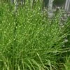 Zebra Grass - Miscanthus Sinensis 'Zebrinus' - 3 Gallon Pot