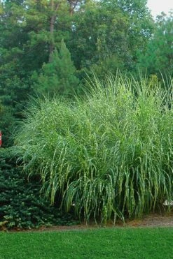 Zebra Grass - Miscanthus Sinensis 'Zebrinus' - 1 Gallon Pot 11 Zebra Grass - Miscanthus Sinensis 'Zebrinus' - 1 Gallon Pot -Wilson Bros Gardens Shop Miscanthus Zebra Grass 14 1