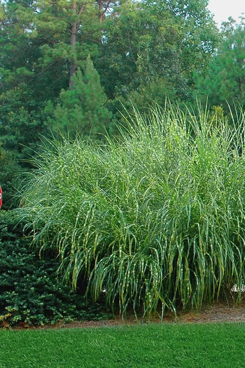 Zebra Grass - Miscanthus Sinensis 'Zebrinus' - 1 Gallon Pot 5 Zebra Grass - Miscanthus Sinensis 'Zebrinus' - 1 Gallon Pot - Image 5