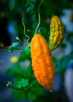 Bitter Melon, Chinese (Momordica Charantia)