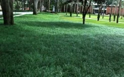 Tall Mondo Grass - 72 Pack Of 3.5" Pint Pots -Wilson Bros Gardens Shop Mondo Grass 21 6