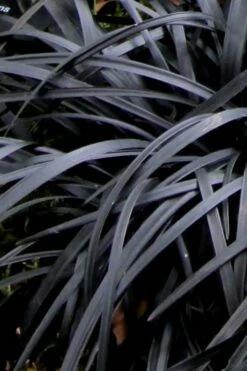 Black Mondo Grass - Ophiopogon Planiscapus 'Nigrescens' - 1 Gallon Pot -Wilson Bros Gardens Shop Mondo Grass Black 10 2
