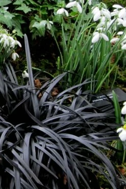Black Mondo Grass (Ophiopogon Planiscapus 'Nigrescens') - 5 Pack Of Quart Pots -Wilson Bros Gardens Shop Mondo Grass Black 11 1