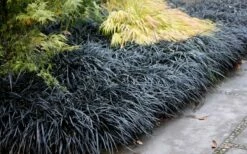 Black Mondo Grass - Ophiopogon Planiscapus 'Nigrescens' - 6 Pack Of 1 Gallon Pots -Wilson Bros Gardens Shop Mondo Grass Black 12