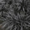 Black Mondo Grass - Ophiopogon Planiscapus 'Nigrescens' - 1 Gallon Pot
