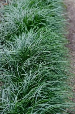 Tall Mondo Grass - 6 Pack Of Pint Pots -Wilson Bros Gardens Shop Mondo Grass Black 23 6