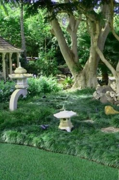 Tall Mondo Grass - 10 Count Flat Of Pint Pots -Wilson Bros Gardens Shop Mondo Grass Black 25 8