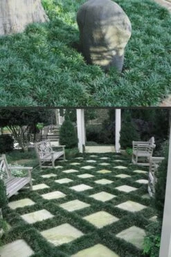 Dwarf Mondo Grass - 36 Pack Of 3.5" Pint Pots -Wilson Bros Gardens Shop Mondo Grass Dwarf Rev 500x750 2