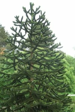 Monkey Puzzle Tree - Araucaria Auracana - 2 Gallon Pot -Wilson Bros Gardens Shop Monkey Puzzle Tree 2 1
