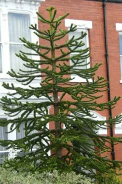 Monkey Puzzle Tree - Araucaria Auracana - 5 Gallon Pot -Wilson Bros Gardens Shop Monkey Puzzle Tree 3
