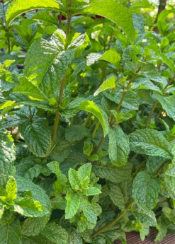 Moroccan Mint (Mentha Spicata) -Wilson Bros Gardens Shop MoraccanMintPlantsforSale SowExotic.com