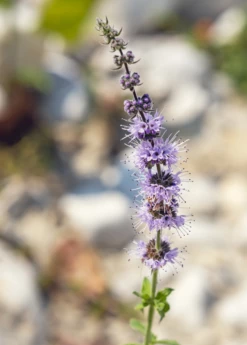 Moroccan Mint (Mentha Spicata) -Wilson Bros Gardens Shop MoraccanMintPlantsforSale SowExotic.com 1