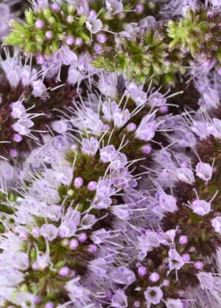 Moroccan Mint (Mentha Spicata) -Wilson Bros Gardens Shop MoraccanMintPlantsforSale SowExotic.com 2