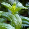 Moroccan Mint (Mentha Spicata)