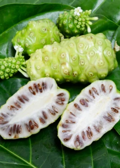 Noni (Morinda Citrifolia)