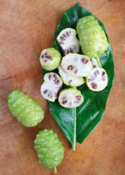Noni (Morinda Citrifolia) -Wilson Bros Gardens Shop Morindacitrifolianonifruittreeforsalesowexotic 1