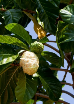 Noni (Morinda Citrifolia) -Wilson Bros Gardens Shop Morindacitrifolianonifruittreeforsalesowexotic 4