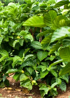 Noni (Morinda Citrifolia) -Wilson Bros Gardens Shop Morindacitrifolianonifruittreeforsalesowexotic 7