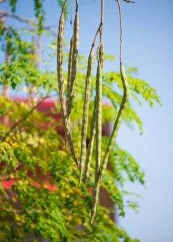 Moringa (Moringa Oleifera)