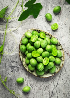 Mouse Melon (Melothria Scabra) -Wilson Bros Gardens Shop MouseMelonplantforsale Melothriascabra SowExotic.com 4