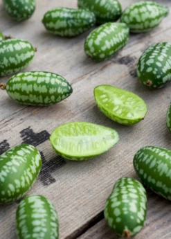 Mouse Melon (Melothria Scabra) -Wilson Bros Gardens Shop MouseMelonplantforsale Melothriascabra SowExotic.com 5