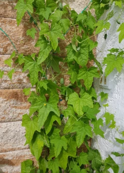 Mouse Melon (Melothria Scabra) -Wilson Bros Gardens Shop MouseMelonplantforsale Melothriascabra SowExotic.com 6