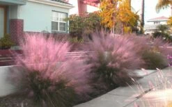Pink Muhly Grass (Cotton Candy Grass) - 5 Pack Of Quart Pots -Wilson Bros Gardens Shop Muhly Grass Pink 112 1