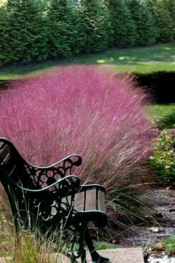 Pink Muhly Grass - Cotton Candy Grass - 3 Gallon Pot 15 Pink Muhly Grass - Cotton Candy Grass - 3 Gallon Pot -Wilson Bros Gardens Shop Muhly Grass Pink 200 1