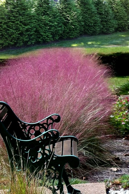 Pink Muhly Grass - Cotton Candy Grass - 3 Gallon Pot 7 Pink Muhly Grass - Cotton Candy Grass - 3 Gallon Pot - Image 7