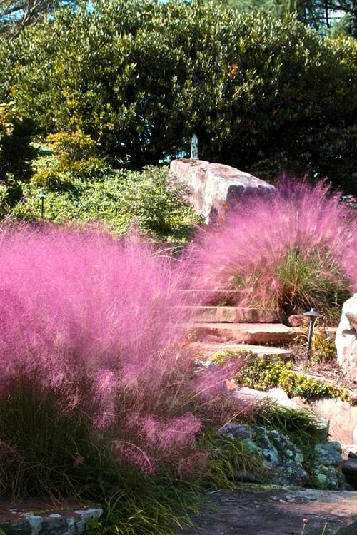 Pink Muhly Grass - Cotton Candy Grass - 3 Gallon Pot 5 Pink Muhly Grass - Cotton Candy Grass - 3 Gallon Pot - Image 5