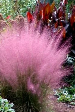 Pink Muhly Grass (Cotton Candy Grass) - 5 Pack Of Quart Pots -Wilson Bros Gardens Shop Muhly Grass Pink 204 6