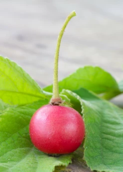 Strawberry Tree, Red (Muntingia Calabura) -Wilson Bros Gardens Shop Muntingia calabura strawberry tree fruit closeup