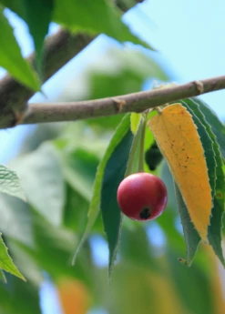 Strawberry Tree, Red (Muntingia Calabura) -Wilson Bros Gardens Shop Muntingia calabura strawberry tree fruit on branch closeup