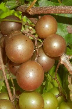 Carlos Bronze Muscadine Grape Vine - 1 Gallon Pot