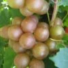 Fry Bronze Muscadine Grape Vine - 6 Pack Of 1 Gallon Pots