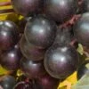 Nesbitt Muscadine Grape Vine - 1 Gallon Pot