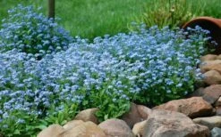 Semperflorens True Forget-Me-Not (Myosotis Scorpioides) - 5 Pack Of Quart Pots -Wilson Bros Gardens Shop Myosotis Mon Amie Blue Forget Me Not 9