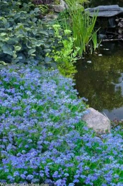 Semperflorens True Forget-Me-Not (Myosotis Scorpioides) - 5 Pack Of Quart Pots