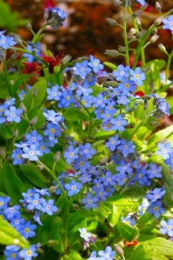 Semperflorens True Forget-Me-Not (Myosotis Scorpioides) - 5 Pack Of Quart Pots -Wilson Bros Gardens Shop Myosotis Semperflorens True Forget Me Not 5
