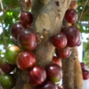 Jabuticaba, Red (Myrciaria Plinia Cauliflora X Aureana)