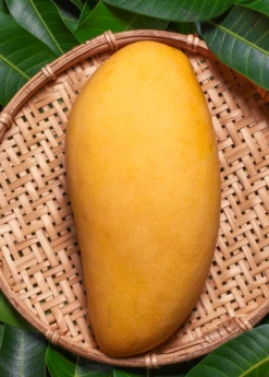 Mango 'Nam Doc Mai' (Mangifera Indica)