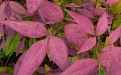 Blush Pink Nandina - 3 Gallon Pot -Wilson Bros Gardens Shop Nandina Blush Pink Foliage Closeup 1